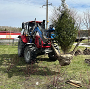 «Сад памяти» из десяти сибирских елей появился в Первомайке